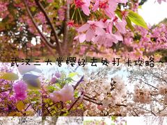 -武汉大学-樱园