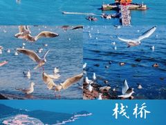-栈桥景区