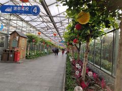-南宫五洲植物乐园