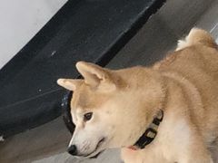 -柴迷FANS CLUB·柴犬狗咖·猫咖
