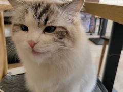 -平行世界·猫咖(首经贸店)