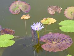 -国家植物园南园