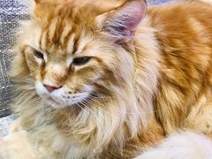 -藏猫猫咖啡主题馆(中央大道店)