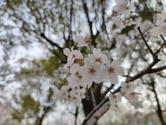 -高东镇樱花园