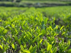 -龙坞茶村