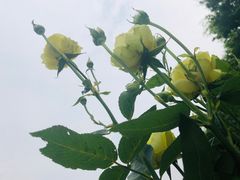 -鹅湖玫瑰文化园