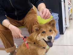 -瑞鹏宠物医院·猫科·宠保定点(梅溪湖分院)