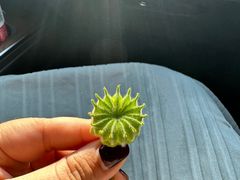 -Catch Bagel(芳草地店)