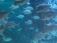 -烟台海昌鲸鲨海洋公园