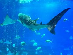 -烟台海昌鲸鲨海洋公园