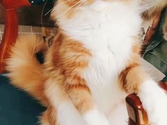 -70cat德文卷毛猫·缅因猫纯种猫舍