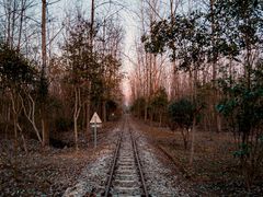 -合肥滨湖国家森林公园