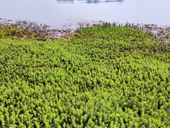-洱海月湿地公园