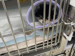 -申普宠物医院·心脏介入·心血管微创(总院)