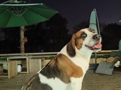 -趣多多宠物公园·宠物训犬学校·宠物寄养