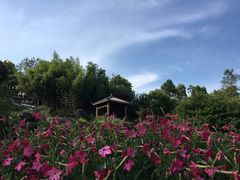 -秀丽东方