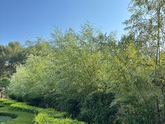-阿尔丁植物园