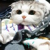 猫咪特性一 猫咪的瞳孔竖了起来