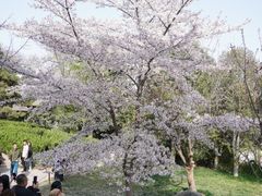 -西安青龙寺遗址景区