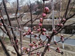 -元大都城垣遗址公园