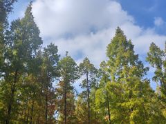 -黄海国家森林公园