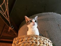 -共舞时光猫咖·狗咖(新街口店)