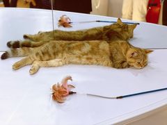 -COLOR PETS 撸猫馆·购猫·猫咖(长风大悦城店)