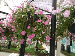 -上海鲜花港
