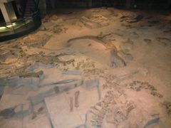 -自贡恐龙博物馆