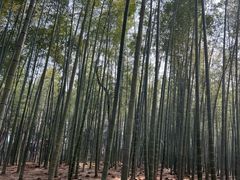 -大奇山国家森林公园