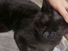 -浣熊柯尔鸭土拨鼠·电玩咖