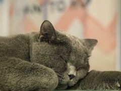 -Heymao猫咖.咖啡厅(东门店)