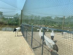 -盐城丹顶鹤湿地生态旅游区