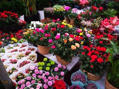 -秦美花卉(天朗·莱茵小城2期店)