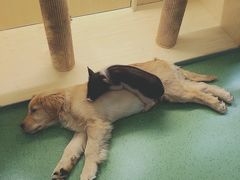 -藦茜花园宠物主题亲子互动体验馆(国顺东路店)