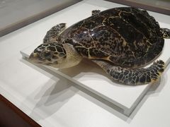 -青岛贝壳博物馆