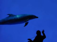 -海合安成都极地海洋公园