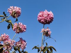 -益利大酒楼(井岸店)