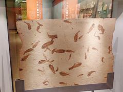 -大连自然博物馆·地球展厅