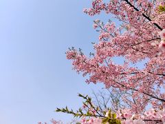 -顾村公园