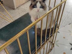 -喵喵咪呀布偶猫咖(春熙路店)