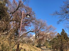 -井之头恩赐公园
