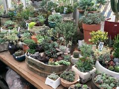 -三圣花乡旅游区