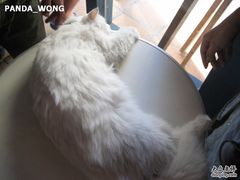 -Babycat私家御饼屋(龙头路一店)