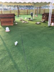 -萌宠亲子动物乐园(槐房万达店)