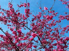 -天适樱花悠乐园