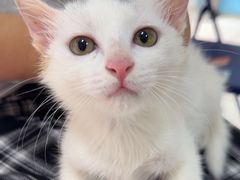 -瑞派福兴宠物医院犬猫全科·骨科·中西医结合(河东店)