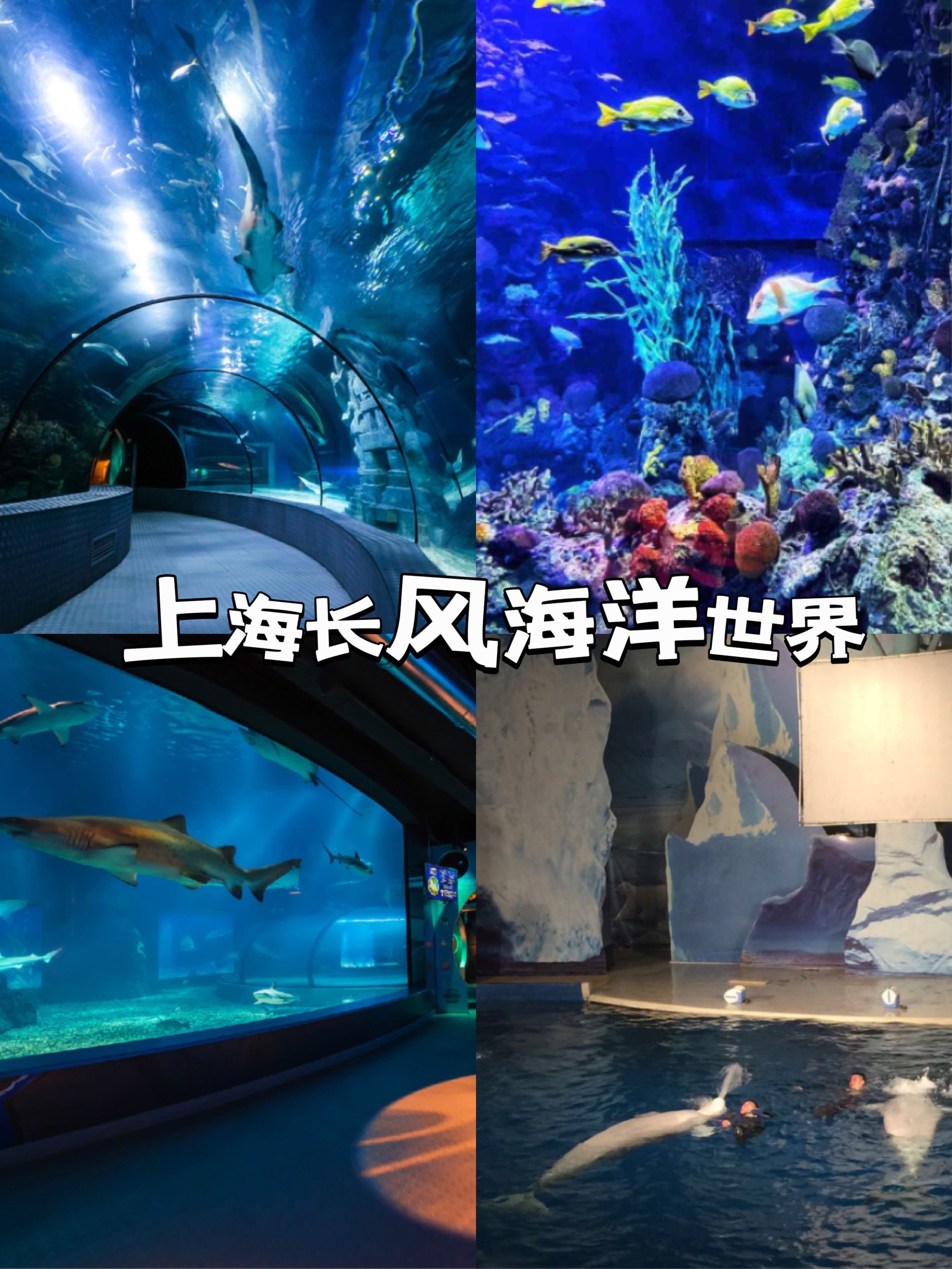 98 上海长风海洋世界