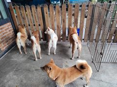 -柴犬高等学院·狗咖·柴犬售卖·宠物训练