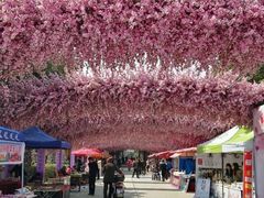 -南汇桃花村